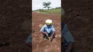 agribusiness Uganda eastern Bugiri district namayemba town tomatoes ansal f1 transplanting [upl. by Bertilla903]