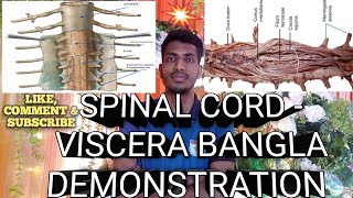 Spinal Cord Viscera Demonstration With Related Viva QuestionBangla ।।Brain amp Eyeball ।। Anatomy ।। [upl. by Aicelef]