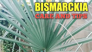 Best Information about Bismarckia palm tree how to grow Bismarckia palm [upl. by Anoli]