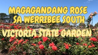 MAGAGANDANG ROSE SA WERRIBEE SOUTHVICTORIA STATE GARDEN [upl. by Teresina]