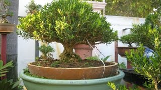 Japanese Boxwood Buxus microphylla japonica [upl. by Anilam158]