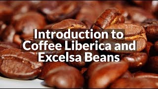 Introduction to Coffee Liberica and Excelsa Beans [upl. by Aicilef]