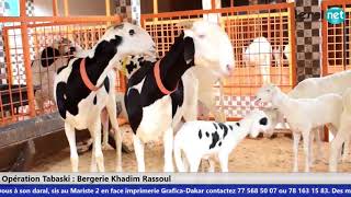 Bergerie Khadim Rassoul  Achetez un mouton moins cher [upl. by Selokcin]