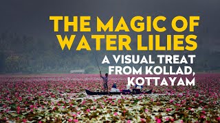 The Magic of Water Lilies A Visual Treat from Kollad Kottayam [upl. by Dzoba]