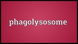 Phagolysosome Meaning [upl. by Kostman]