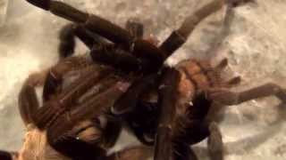 Tarantulas  The Weird and Wonderful World of Mating [upl. by Harneen943]