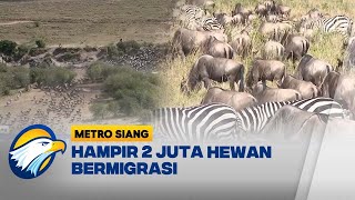 Migrasi Ribuan Hewan Herbivora Dari Selatan Ke Utara  Metro Siang [upl. by Oibaf1]