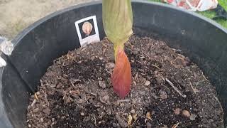 Growing Amorphophallus bulbifer flower [upl. by Aetnahs]