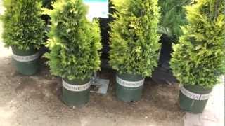 Gold Rider Leyland Cypress 30 sec Plant of the Day  Cupressus leylandii Gold Rider [upl. by Olpe]