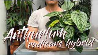 Anthurium Radicans X Luxurians Hybrid Care Tips and Propagation  WITH UPDATES [upl. by Nelleyram614]