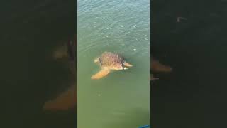 Todays turtle from Dalyan Сегодняшняя черепашка с Дальяна [upl. by Ilario]