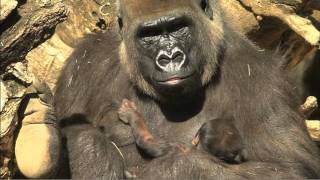 Newborn Gorilla [upl. by Nuncia]