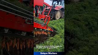 The process of harvesting carrots  The workers do their job perfectly  machine shorts [upl. by Fasa]