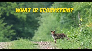 What is Ecosystem [upl. by Anesor372]