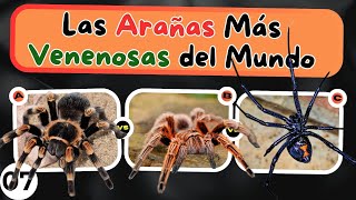 🕷️🌍¿Puedes Adivinar cuáles son las arañas más venenosas del mundo🕷️💀¡Quiz  trivia  araña venenosa [upl. by Salkin]