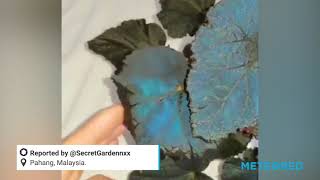 Begonia pavonina an amazing plant with iridescent blue leaves [upl. by Esiouqrut]