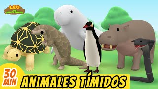 Animales Tímidos Episodio Compilación Español  Leo El Explorador  Animación  Familia  Niños [upl. by Belldame776]