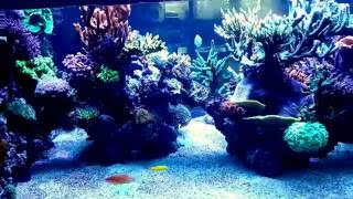 Musik on Master Reef Tank Aquarium Korallen Coral Rossmont ATI Hybrid SPS Schuran 19Month [upl. by Odrude]