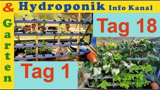 DIY Hydroponik Anlage selber bauen im Gewächshaus für Salat Kohlrabi Schnittlauch amp sonstiges Gemüse [upl. by Skvorak]