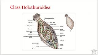 Phylum Echinodermata  Class Holothuroidea [upl. by Ehling992]