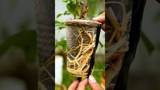 Growing plant in 1 hour  Grafting garden timelaìpse gardening plants [upl. by Reldnahc]