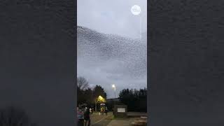 Mesmerizing murmuration of starlings flies across UK sky  USA TODAY Shorts [upl. by Strickman]