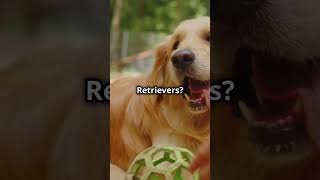 Which Family Dog is BETTER  Labrador or Golden Retriever dog pets [upl. by Shelley477]