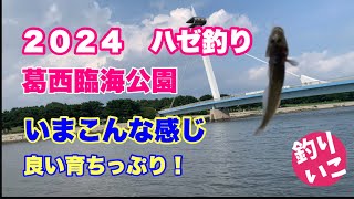 ２０２４年、葛西臨海公園でハゼ釣り調査、どのくらい釣れる？どのくらい育ってる？ [upl. by Ratep943]