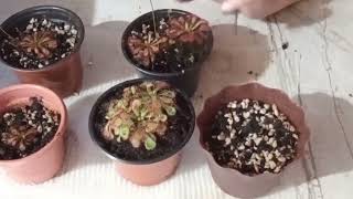 SEPARANDO HIJITOS DE LA DROSERA SPATULATA [upl. by Mitchiner]