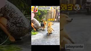 Oscar Winners 2025🏆🐶👏fyp funny pets dog cute love action foryou jabayrante [upl. by Inele]