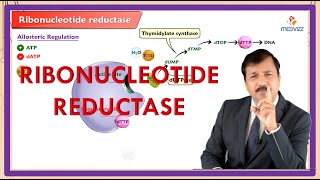 Ribonucleotide Reductase  Reaction Regulation Inhibitors [upl. by Yuri]