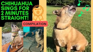 Chihuahua Dog Howling and Singing Compilation [upl. by Eemyaj586]