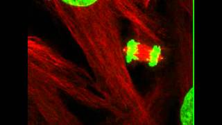 Normal Cell Division [upl. by Waldack]