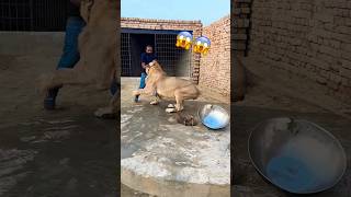 Shera 😱 animalsavior animallover tiger lion bigcatsindia liontiger animals wildlife [upl. by Pudens844]