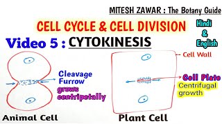 Cytokinesis in Cell Cycle  Cytokinesis in Animal Cell Vs Cytokinesis in Plant Cell Hindi amp English [upl. by Morgen]