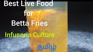 Best Live Food for Betta Fries  Infusoria  Tamil  தமிழ்  SR Aquarium [upl. by Jadd]