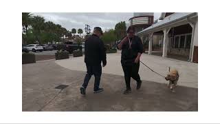 Service dog training at 5 months old [upl. by Norabel]