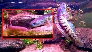 Snakehead vs Electric Catfish [upl. by Bresee]