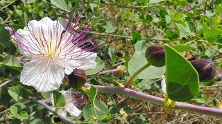 Para Que Sirve La Alcaparra Propiedades Y beneficios Capparis spinosa [upl. by Anayrb119]