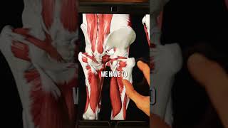 Hip Pain Knowing the Difference Between Bursitis and Arthritis [upl. by Notlaw810]