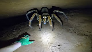 100 Biggest Spiders in The World [upl. by Nivag776]