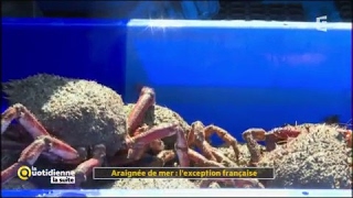 Araignée de mer  lexception française  La Quotidienne la suite [upl. by Tannie113]