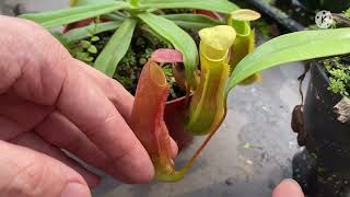 TRIVIA NEPENTHES  KANTONG SEMAR SPECIES REINWARDTIANA [upl. by Eibur147]