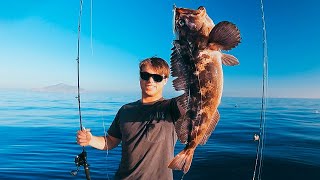 Delicious Lingcod and Rockfish Catch Clean Cook [upl. by Ahsinauq]