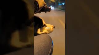 Leo kittan scooty utra enjoy cheyu kaanu 🥰 husky travel [upl. by Clance]