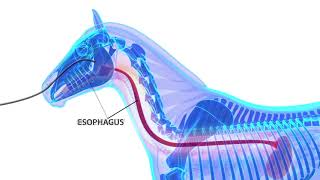 LSU Randlab Equine Gastroscopy Instructional Video Final [upl. by Meraree]