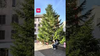 Le sapin de Noël est arrivé à Mulhouse [upl. by Coshow]