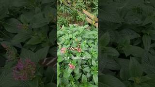 Mariposa Rayada 🦋 chapultepec mariposario naturaleza [upl. by Silbahc]