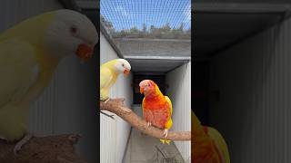 Blue Valley Aviaries  Bird birds lovebirds youtubeshorts pets lovebirdslovers youtubevideos [upl. by Niad]