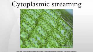 Cytoplasmic streaming [upl. by Aicissej]